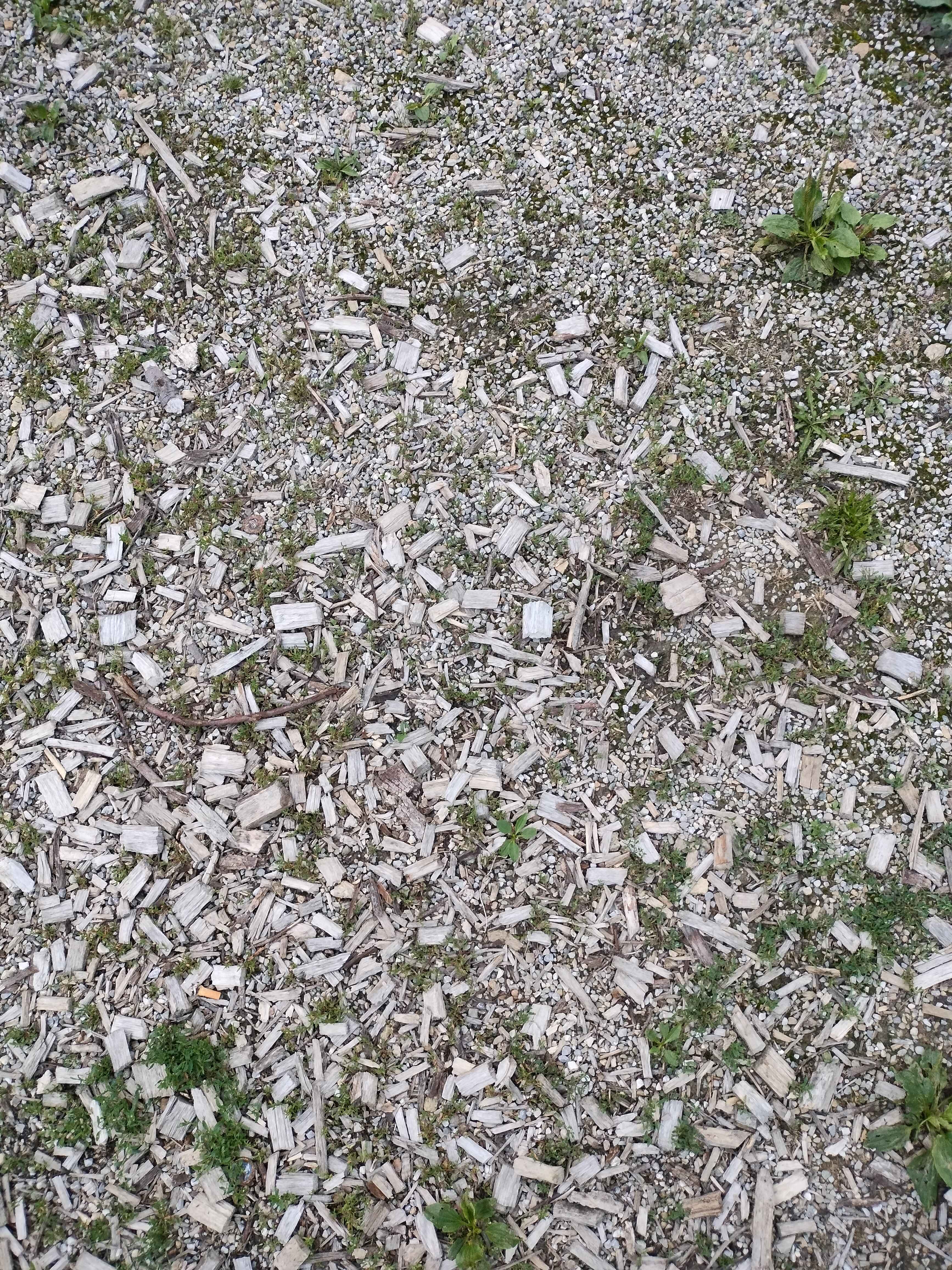 Scattered Wood Covering The Grass